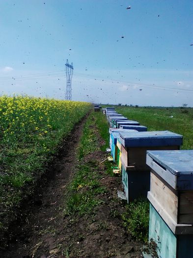 IMG-20150503-WA0000 - Albinute 2015