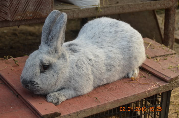 DSC_0470 - Argintiu Francez