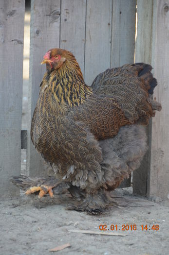 DSC_0304 - BRAHMA POTARNICHIU 2016