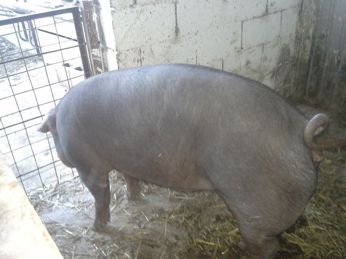 20140926_190415 - duroc genetica Ungaria