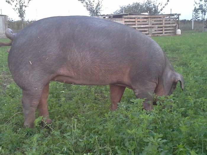 20140926_190827 - duroc genetica Ungaria