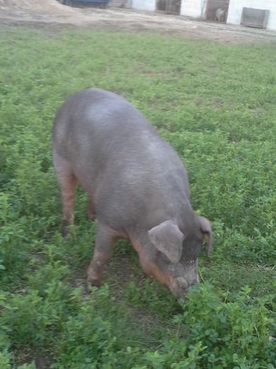 20140926_190859 - duroc genetica Ungaria