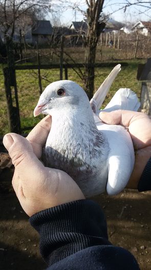 2F 2014 ochi albastru