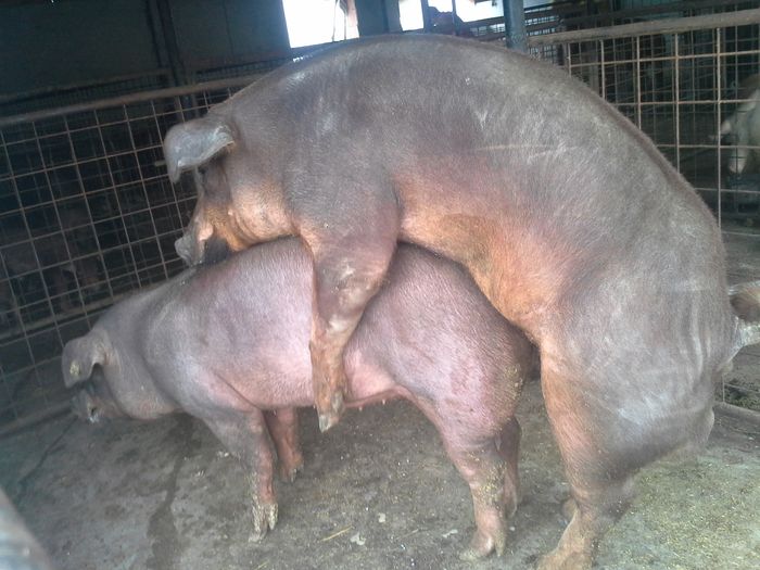 20140805_192459 - duroc inseminare artificiala