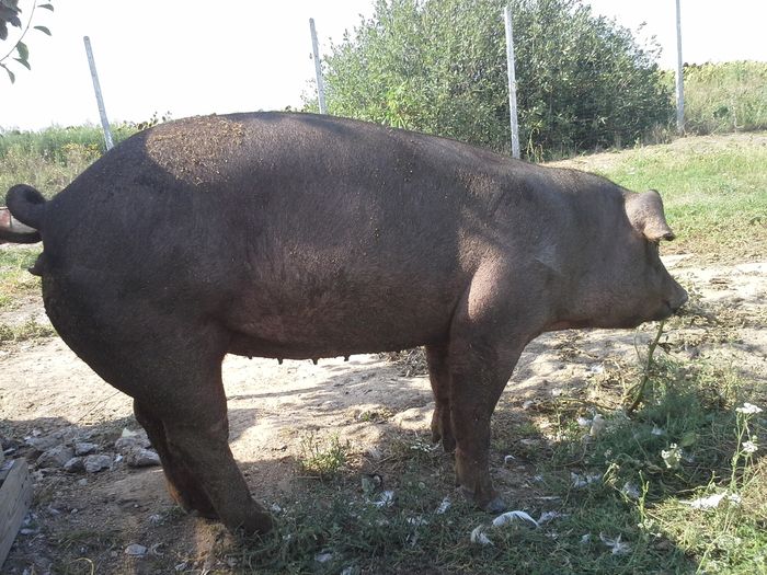 20140814_161718 - duroc inseminare artificiala