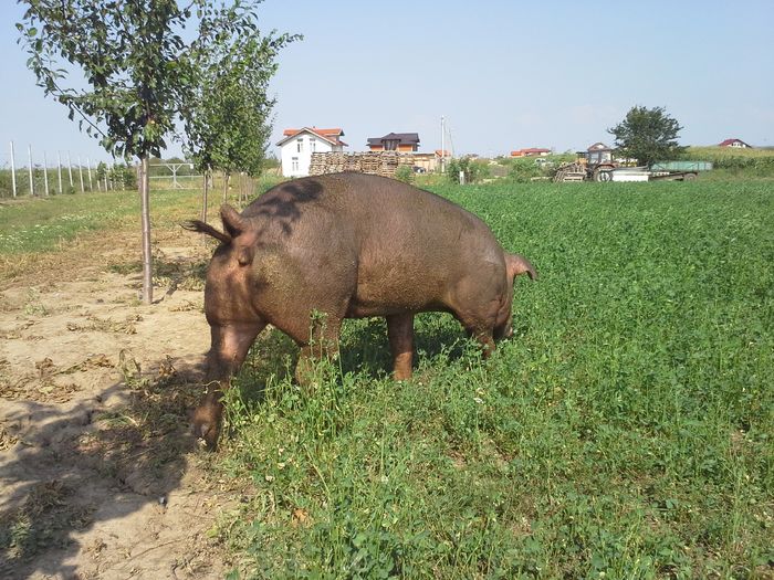 20140814_161753 - duroc inseminare artificiala