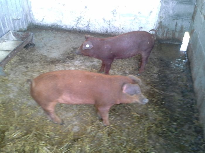 20140518_165647 - purcei 8 saptamani duroc