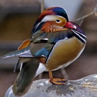 97526_d6dce2bdc05cb40569f0c1b8685805d8_mdsq - BIRDS