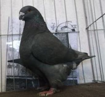 f 2012 hu -95 puncte vanduta