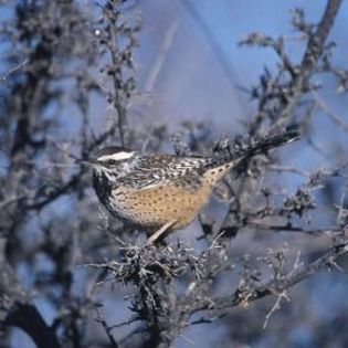 97659_03658de1ea802be1448e77384d2d91e0_mdsq - BIRDS