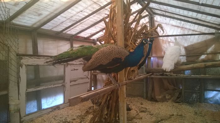 WP_20160102_001 - Paunii mei