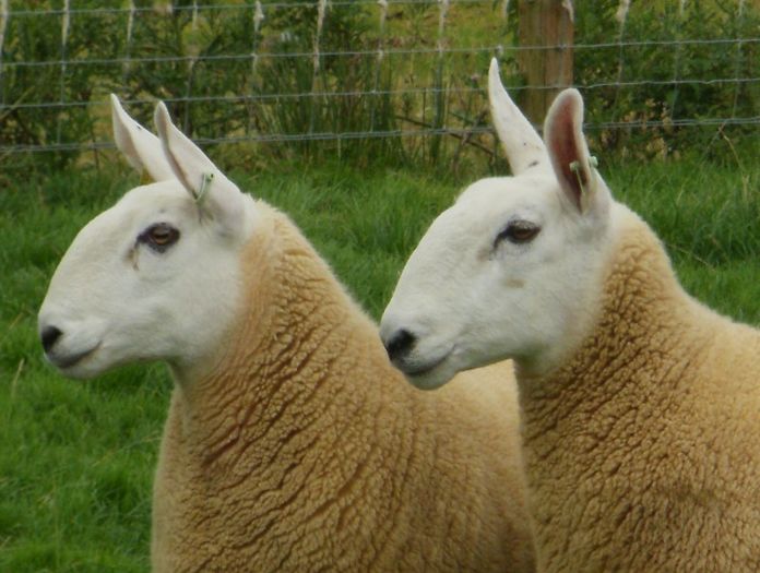 halfbredheadsweb - Animale in lume