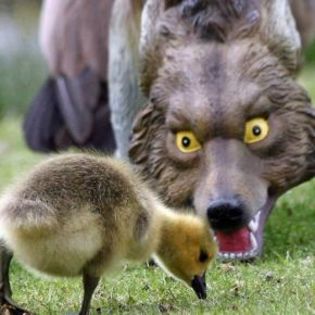 98396_8c329c11251a569516ef5f20867e8b99_mdsq - BIRDS