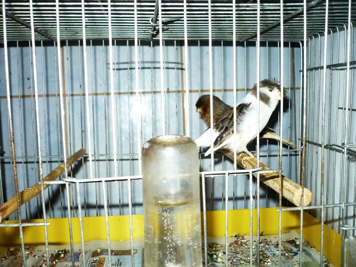 Canari la cuib 2016 019; Femela albalbastra corona+ mascul verde
