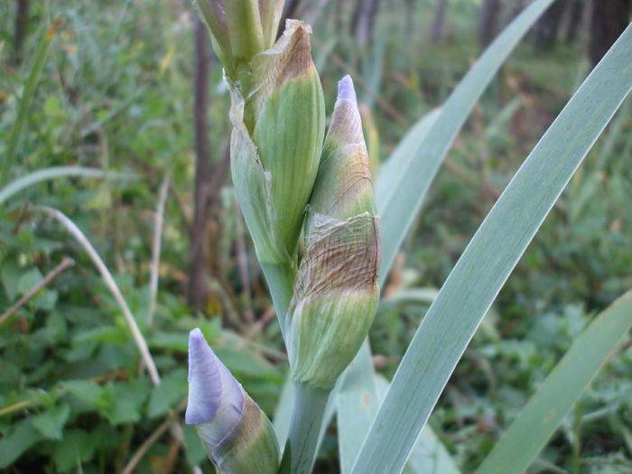 DSCF7970 - Irisi Remontanti și în 2018