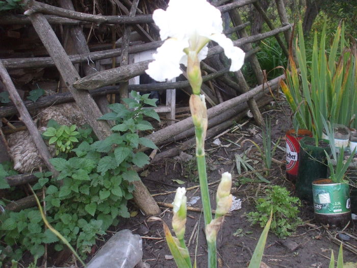 White Reprise nov. 2015