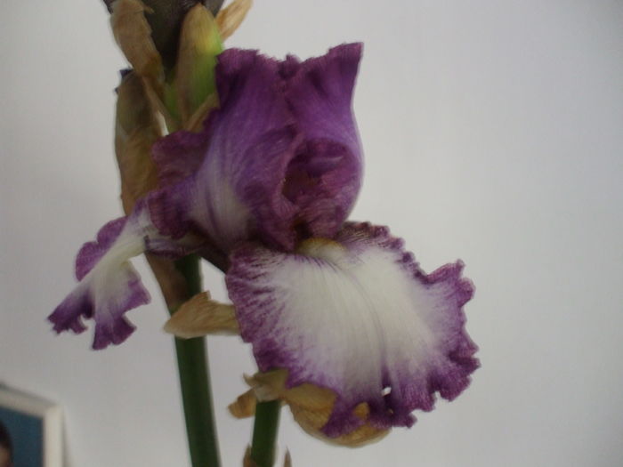 Mariposa Autumn ianuarie 2016