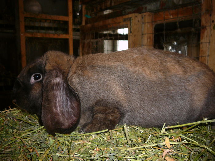 Femela culoarea : Thuringer_F (2016); Botosani - Manastirea D-nei, ionut98.sunphoto
