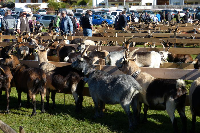 Acolo frate capre de capre - Rase de oi si capre poze deosebite 10