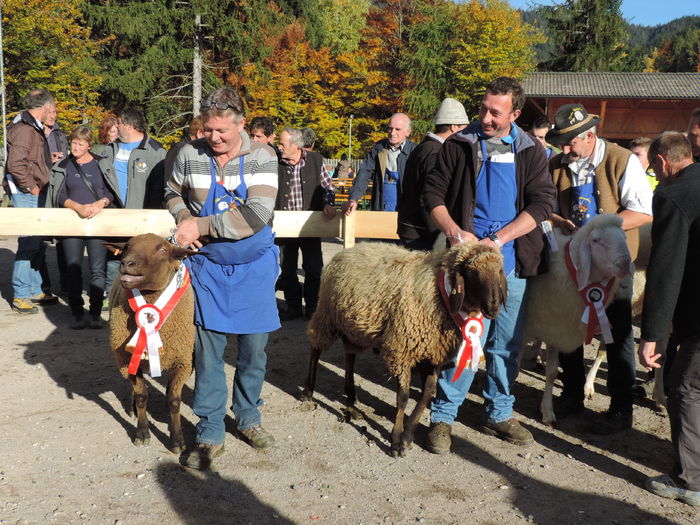 Oi Bergchaf premiate-7dj - Rase de oi si capre poze deosebite 10