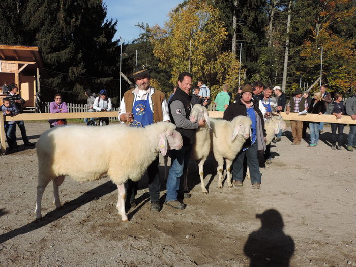 Oi Bergschaf la Expozitie-6z43