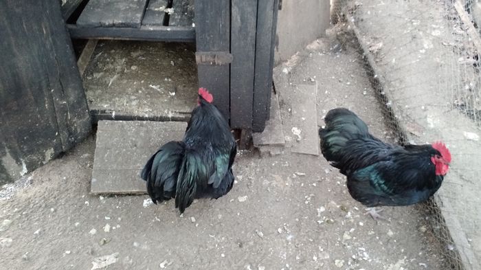 IMG_20160101_162246210