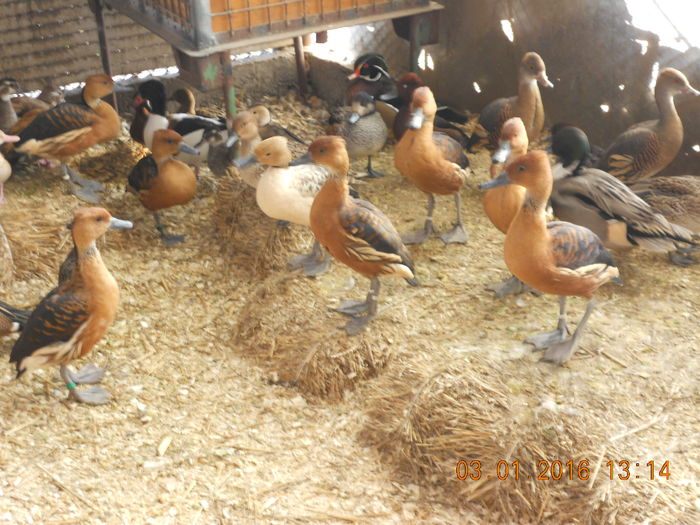 DSCN7667 - Pasari De Apa