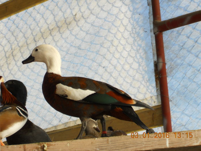 DSCN7670 - Pasari De Apa