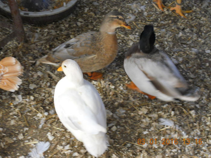 DSCN7674 - Pasari De Apa