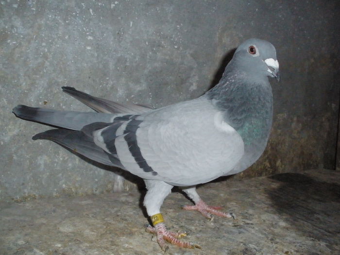 Vanduta Ionut Sandru