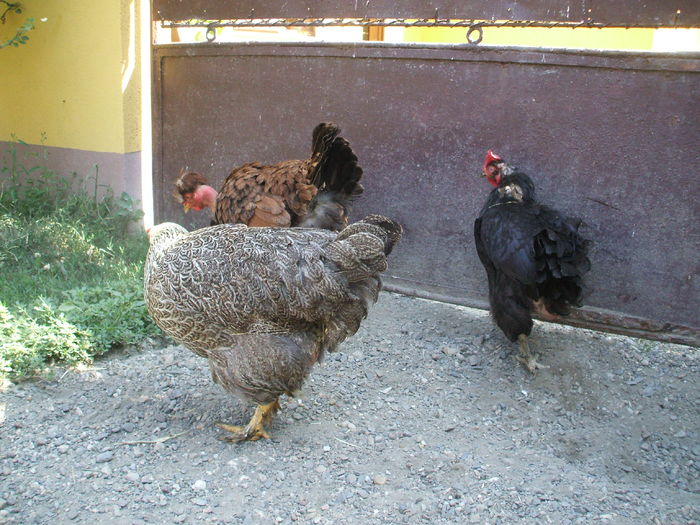 DSCF5018 - I - L I - MATCA GAINILOR DE CASA - promotie 2015