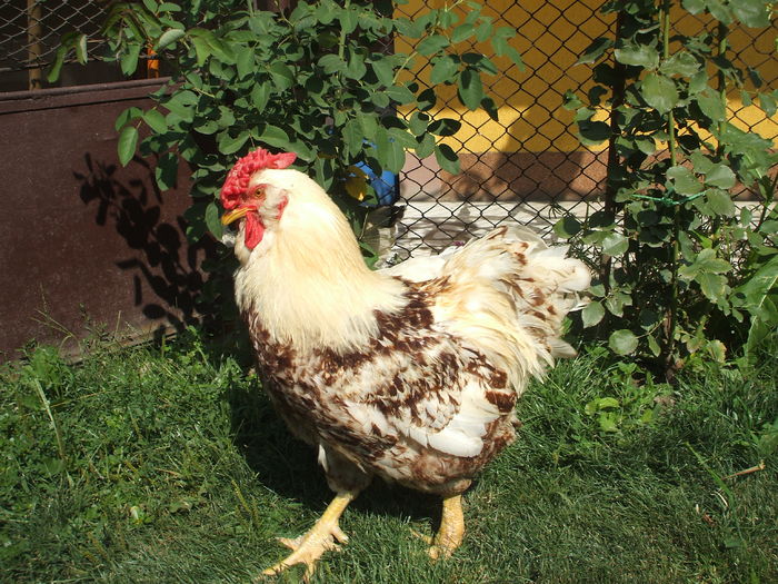 DSCF5033 - I - L I - MATCA GAINILOR DE CASA - promotie 2015