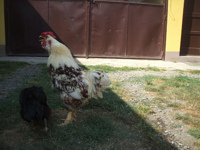 DSCF5034 - I - L I - MATCA GAINILOR DE CASA - promotie 2015