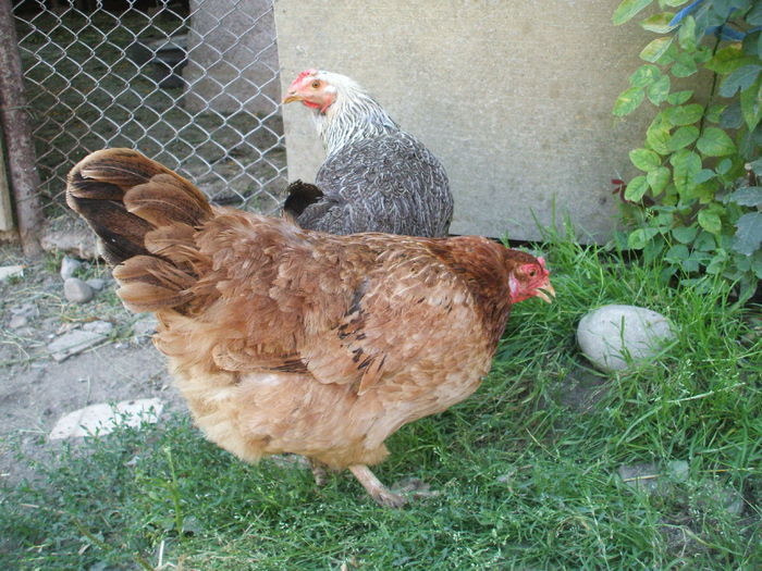 DSCF5037 - I - L I - MATCA GAINILOR DE CASA - promotie 2015
