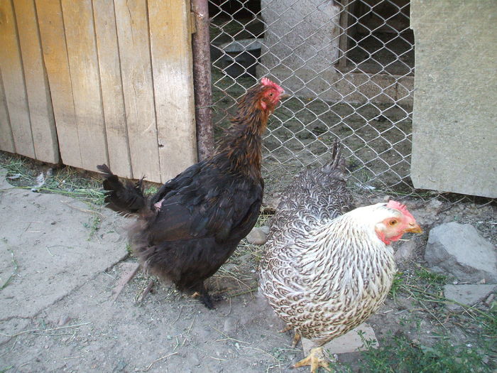 DSCF5039 - I - L I - MATCA GAINILOR DE CASA - promotie 2015
