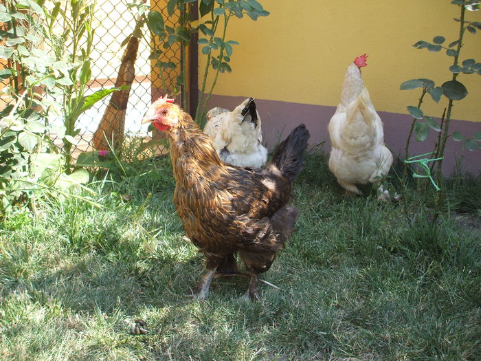 DSCF5040 - I - L I - MATCA GAINILOR DE CASA - promotie 2015