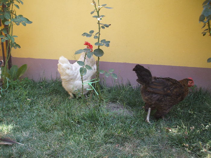 DSCF5041 - I - L I - MATCA GAINILOR DE CASA - promotie 2015