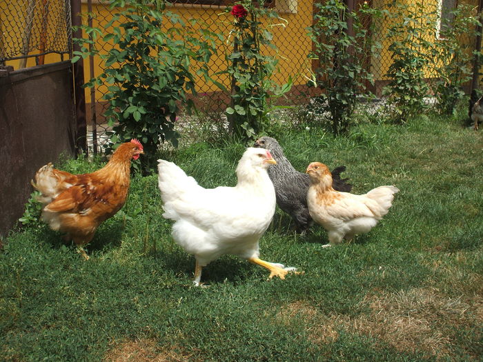 DSCF4816 - I - L I - PUII DE CASA - evolutie 2015