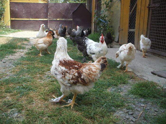 DSCF4817 - I - L I - PUII DE CASA - evolutie 2015