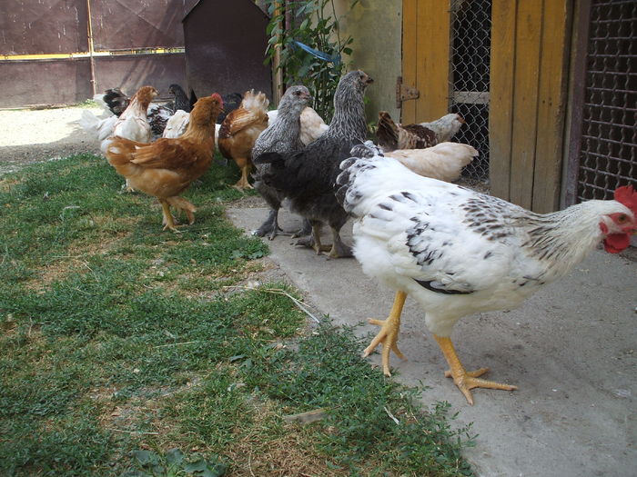 DSCF4821 - I - L I - PUII DE CASA - evolutie 2015