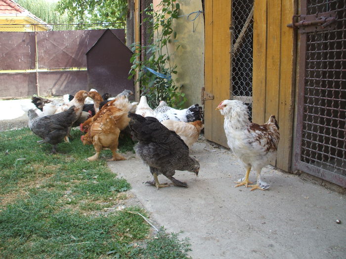 DSCF4823 - I - L I - PUII DE CASA - evolutie 2015