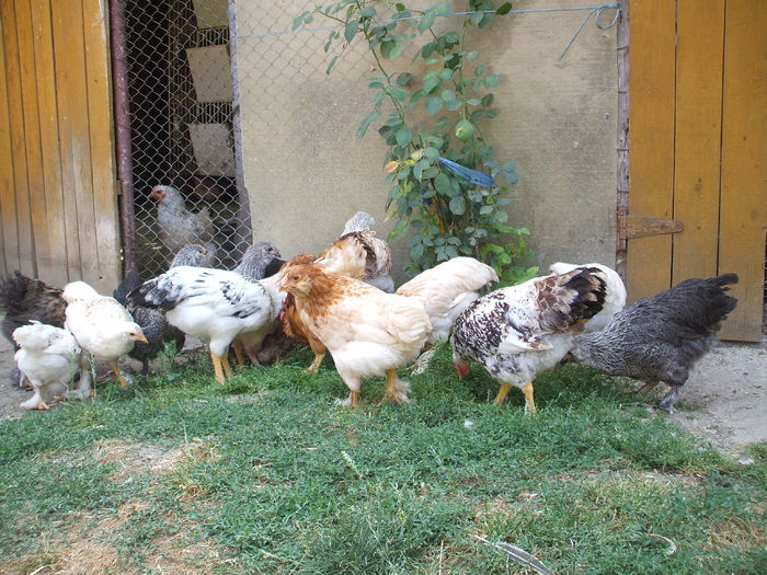 DSCF4828 - I - L I - PUII DE CASA - evolutie 2015