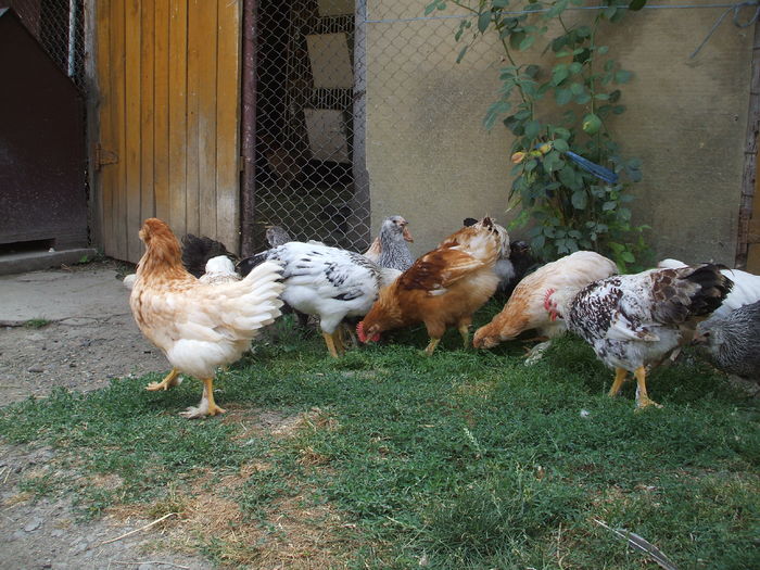 DSCF4829 - I - L I - PUII DE CASA - evolutie 2015