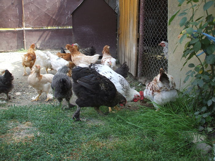 DSCF4830 - I - L I - PUII DE CASA - evolutie 2015