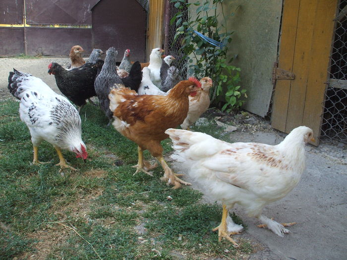 DSCF4845 - I - L I - PUII DE CASA - evolutie 2015