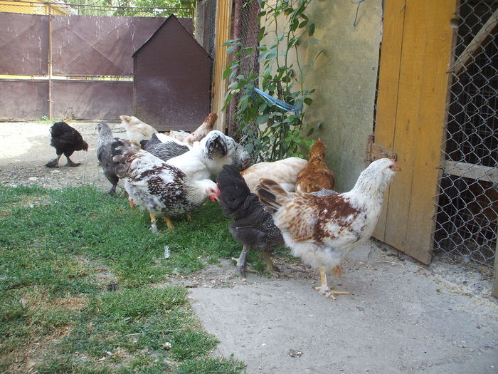 DSCF4849 - I - L I - PUII DE CASA - evolutie 2015