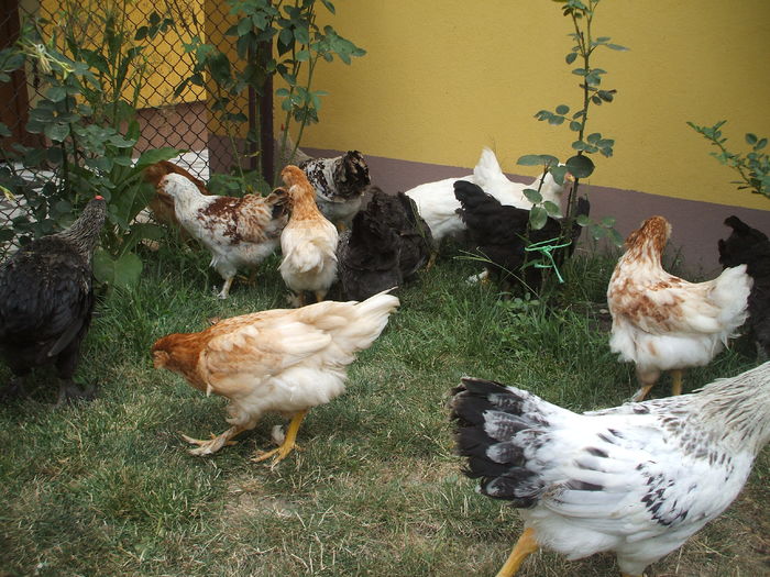 DSCF4894 - I - L I - PUII DE CASA - evolutie 2015