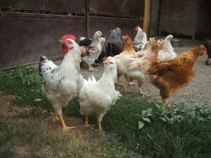 DSCF4896 - I - L I - PUII DE CASA - evolutie 2015