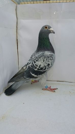 UA09M-50 lei-vandut-Tanasescu G.-BumbestiJiu