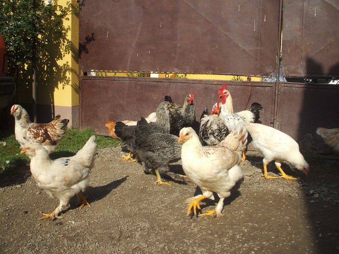 DSCF5396 - I - L I - PUII DE CASA - evolutie 2015